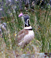 male Little Bustard  - Tetrax tetrax © John Muddeman